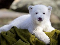 Днес е Световният ден на бялата мечка