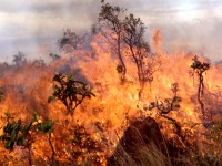 10 000 фиданки изгоряха при пожар в овощна градина в Пелишат