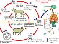 Два случая на кучешка тения, три – на скарлатина и един на вирусен хепатит са регистрирани в Плевенско