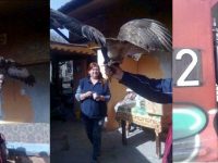 Семейство от Левски спаси птица от защитен вид, намерена в безпомощно състояние