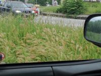 Читател на „Плевен за  Плевен”: Избуялата трева пречи на видимостта на шофьорите в града