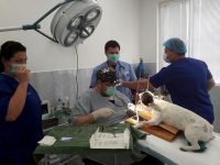 Първата по рода си операция на булдог в Плевен извърши екип на Ветеринарна клиника „ИДА – ВЕТ“