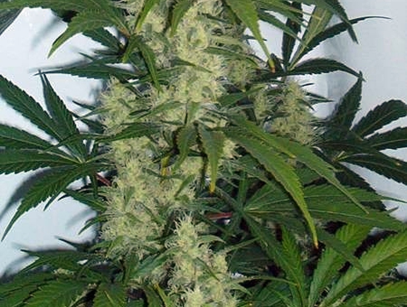 265 гр. марихуана в бурканче от майонеза