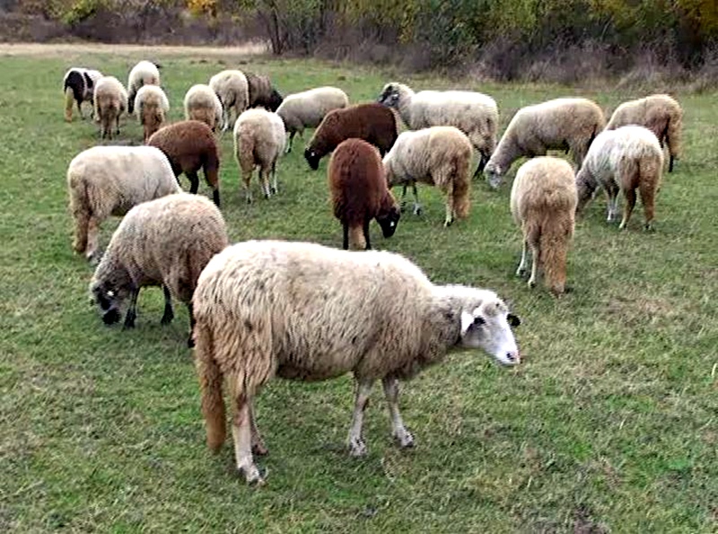 Заловиха по пътя крадци на овце от Тръстеник