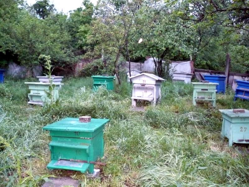 Крадат 24 пчелни семейства