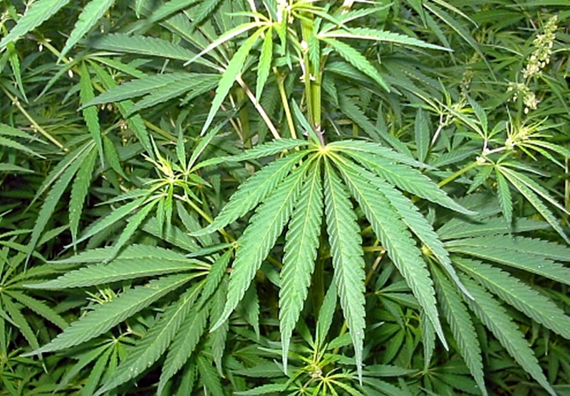 150 грама марихуана намериха в дома на мъж от Левски