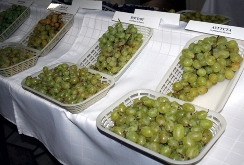 Открит ден на виненото и десертното грозде в ИЛВ-Плевен