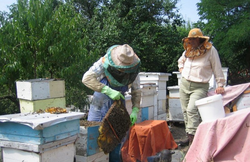 Основите на пчеларско обединение поставят в Плевен другия месец
