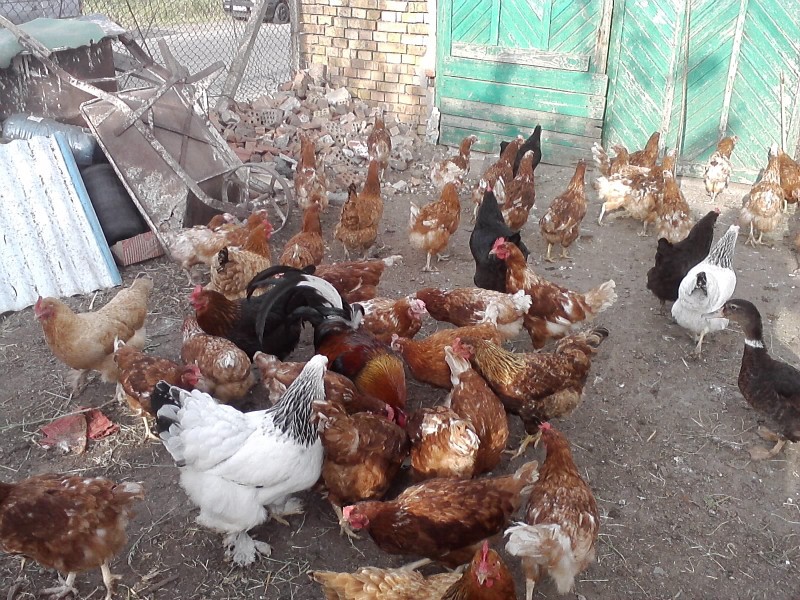 23-годишен открадна 15 кокошки в Мечка, в дома му откриха само три пернати