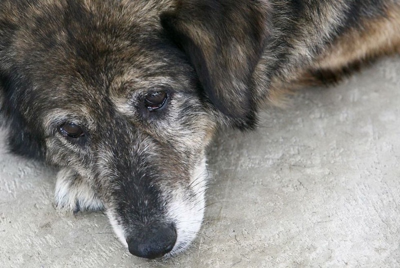 Докъде се простира жестокостта – мъж разстреля куче на сметището в Градище