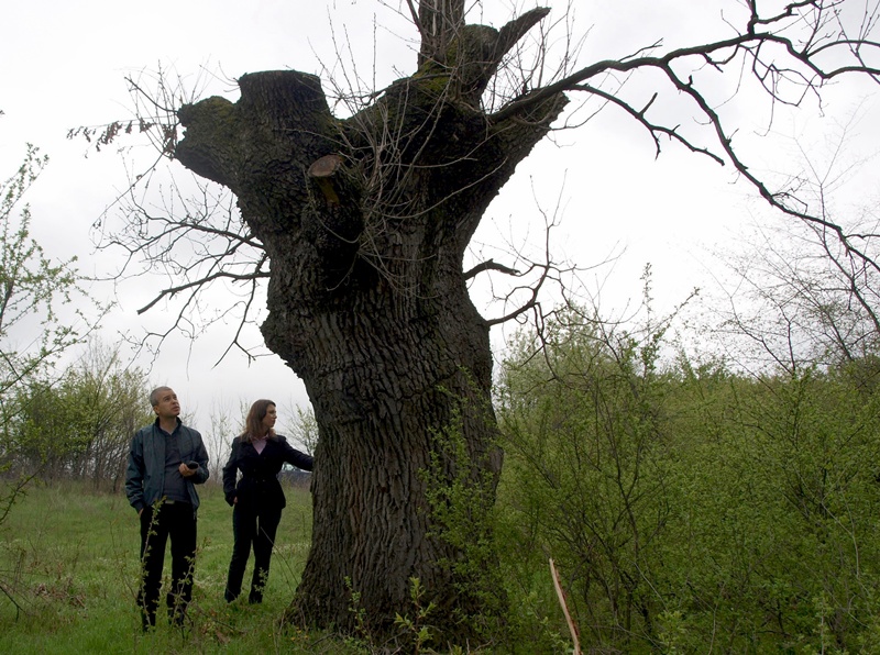 Кой окастри вековните дървета край Дъбнишката бара?
