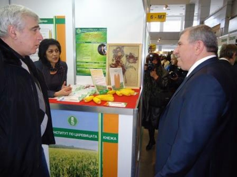 Нови хибриди представи Институтът по царевицата в Кнежа