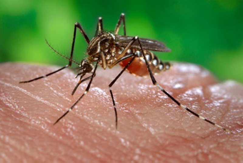 Предстои наземно третиране срещу комари в община Искър /график/