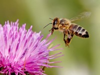 На вниманието на пчеларите: Провеждат растителнозащитни мероприятия в землището на Пордим