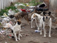 Правителството прехвърли на Община Плевен сградата, искана за приют за кучета
