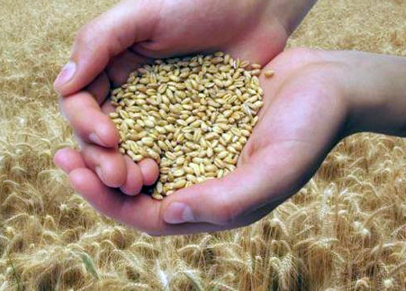 Повече от 270 000 тона е прибраното хлебно зърно в Плевенско