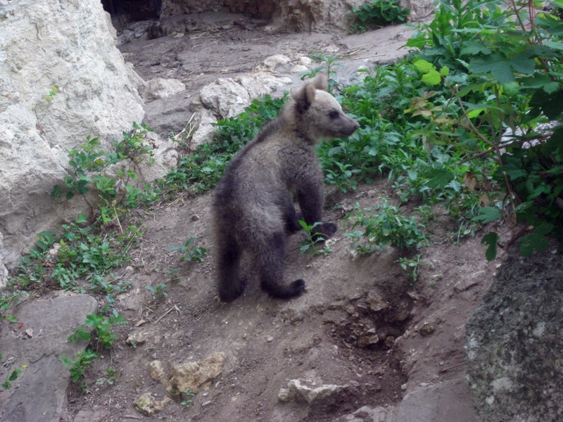 Кой ще ремонтира леговището на мечките в зоопарка в „Кайлъка“?
