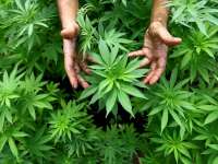Мини оранжерия за марихуана и самоделно оръжие открити в имота на 34-годишен в село Еница