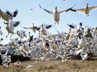 Приключи 42-то Среднозимно преброяване на водолюбивите птици на територията на РИОСВ – Плевен