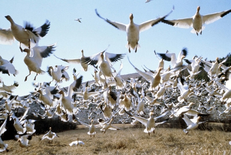 Приключи 42-то Среднозимно преброяване на водолюбивите птици на територията на РИОСВ – Плевен