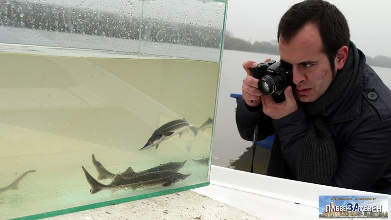 Нови над 4500 есетри разсели WWF в Дунава край Белене – фоторазказ на „Плевен за Плевен“