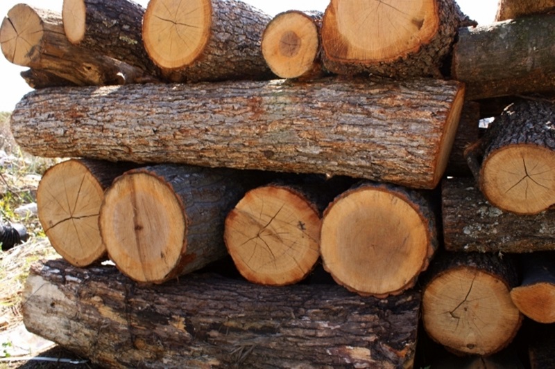 Два акта за незаконни дърва отнесе дама от Славяново