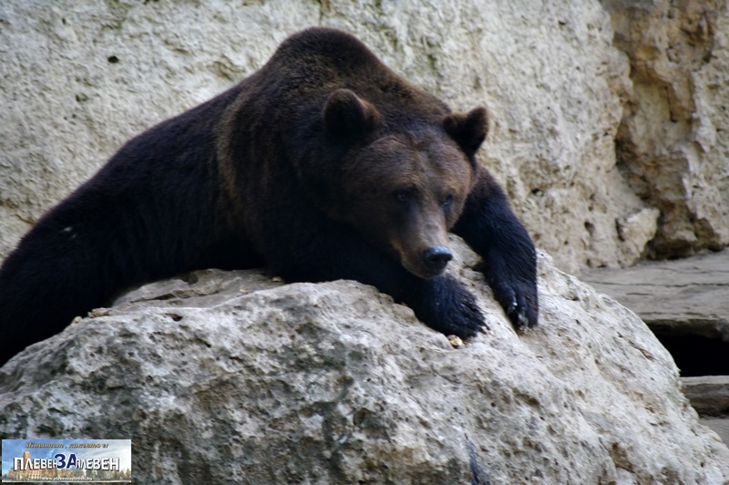 Трите мечки от зоопарка в Плевен ще гостуват за два месеца в Добрич