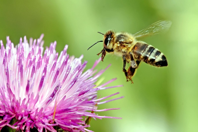 Предупреждават пчеларите в Плевен за предстоящо третиране с препарати