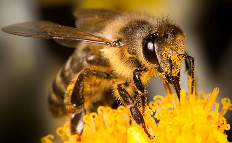 Предупреждават пчеларите в Пордим за предстоящо третиране на плевели