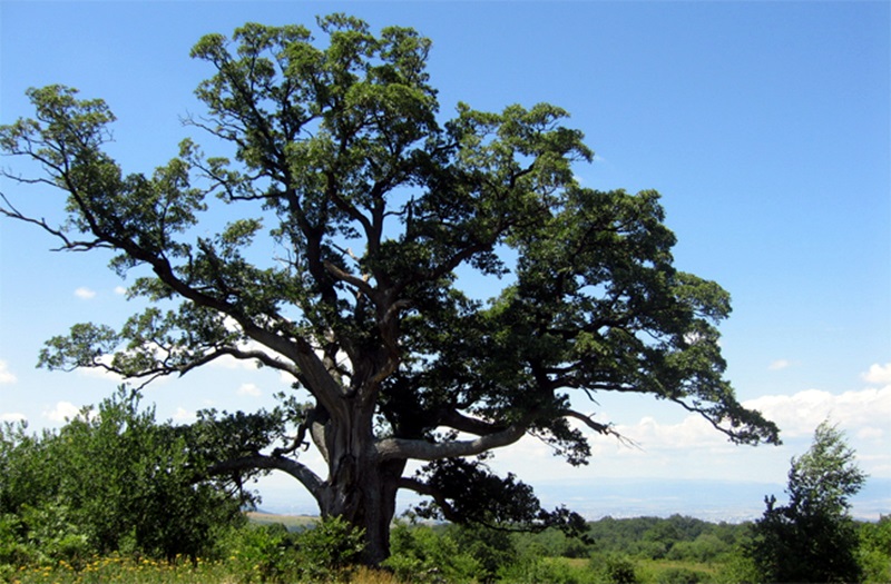 Обявиха за защитени пет вековни дървета в землището на Комарево