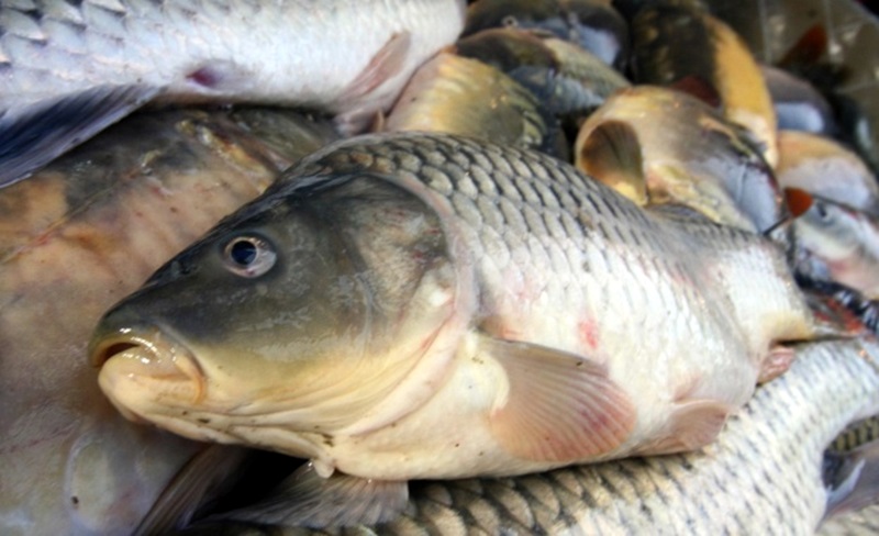 Спипаха мъже от Силистра и Свищов с незаконен улов на 219 кг риба от язовир в община Белене