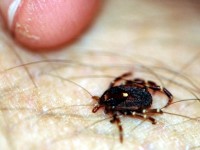 В Плевен от днес започва второ третиране срещу кърлежи, ще се обработва и срещу комари