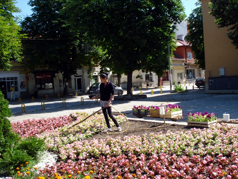 4 000 летни цветя ще красят площада в Долни Дъбник