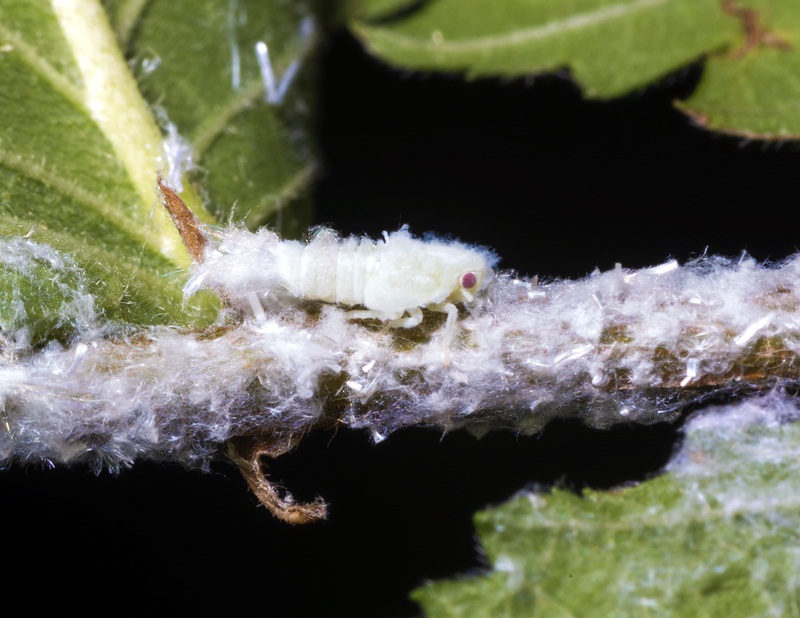 „Растителна защита“ за проблема с цикадата в Плевен: Късно е за мерки срещу вредителя