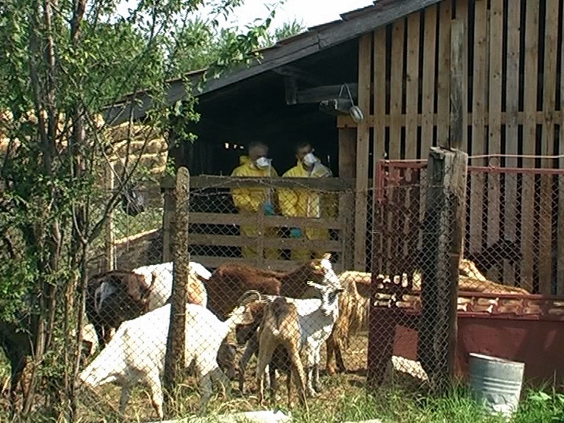 Евтаназираха заразените с бруцелоза кози в Ракита