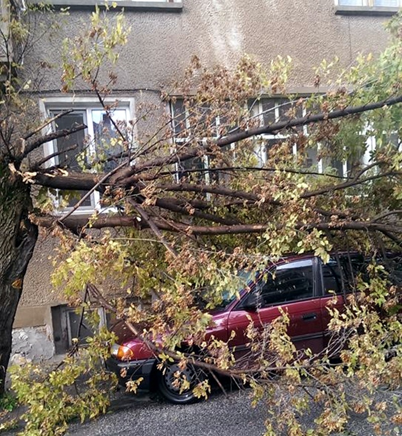 Бурята събори дърво върху автомобил на „Гладстон“