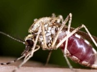 В Долна Митрополия пръскат срещу комари днес и утре