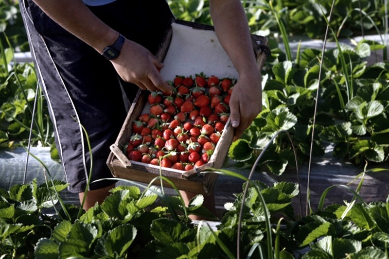 За търсещите работа зад граница: Испания осигурява работа за 800 берачи на ягоди