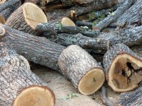 Осем кубика незаконни дърва иззеха от дома на 61-годишен от Рупци