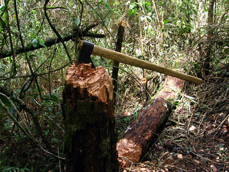 Хванаха бракониер от Крушовица, натоварил 4 кубика дърва