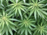 108 растения марихуана открити край имот в Долни Вит