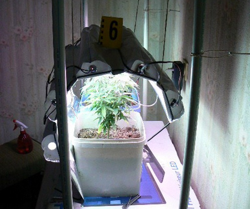 Откриха миниоранжерия за марихуана в дома на дама от Бреница (снимки)