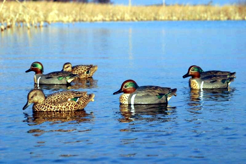 Зимното преброяване на водоплаващите птици започна днес в ПП „Персина“