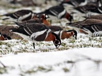 Приключи Среднозимното преброяване на водолюбивите птици на територията на РИОСВ – Плевен
