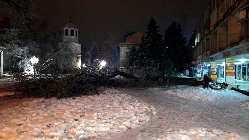 Плевен на косъм от трагичен инцидент: Дърво падна до храм „Свети Николай“