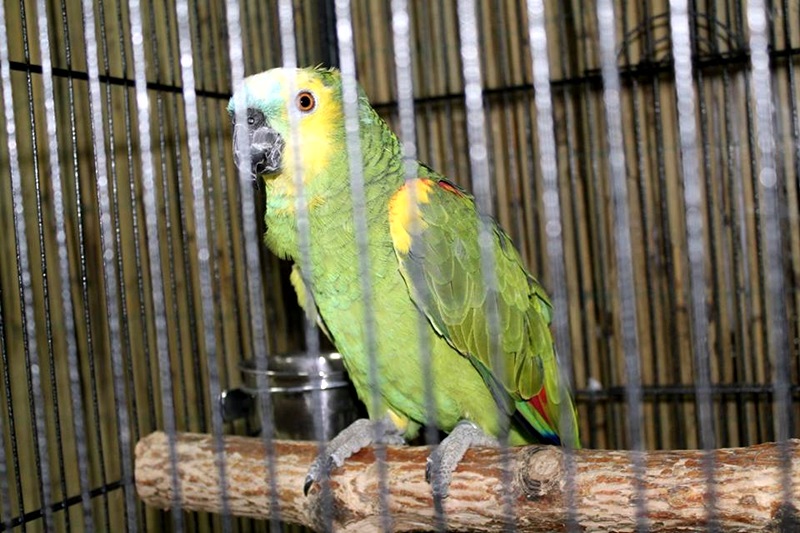 Награждават тази вечер един от посетителите на изложбата с папагали в Панорама мол Плевен