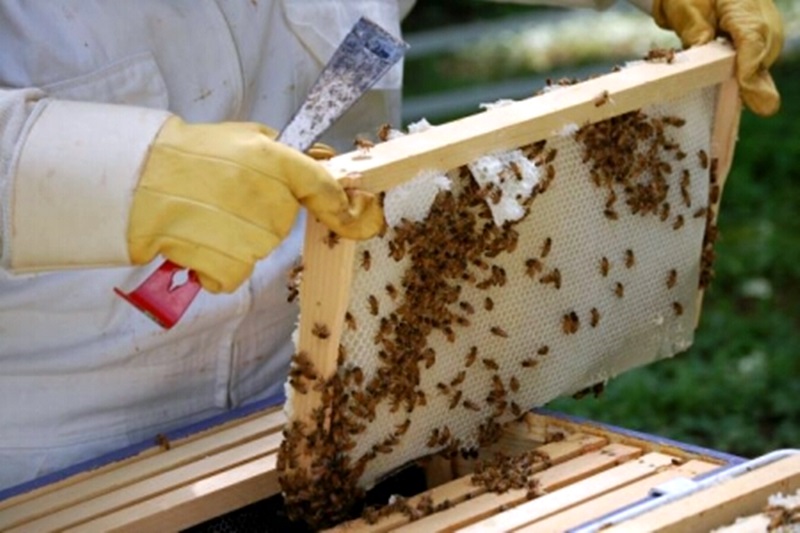 Огнеборци спасиха 100 пчелни кошера при пожар в Милковица