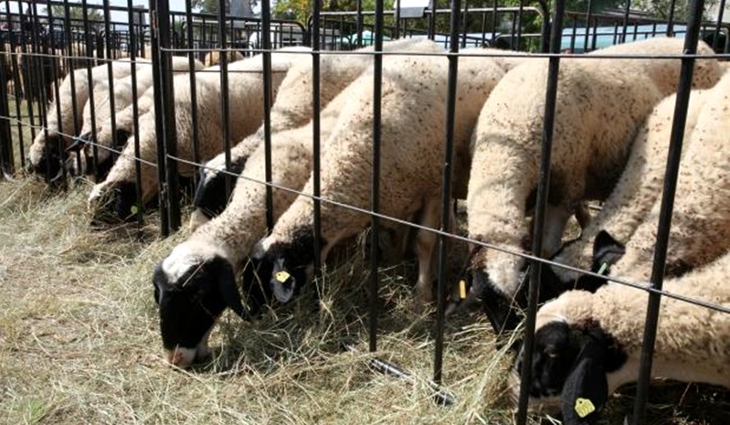 Районна прокуратура – Никопол предаде на съд овчар, откраднал от животновъд породисти овце за 24 576 лева