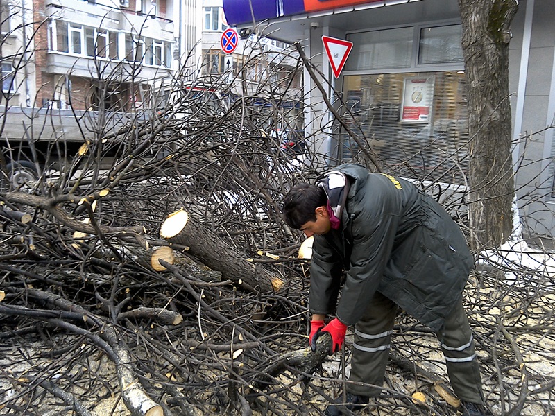 Работници на „Паркстрой” отстраниха 4 опасни дървета в Плевен