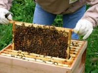 Спипаха 35-годишен, крал вещи от имота на пчелар от Славяново
